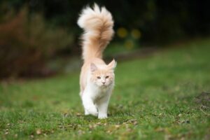 Cauda dos Gatos