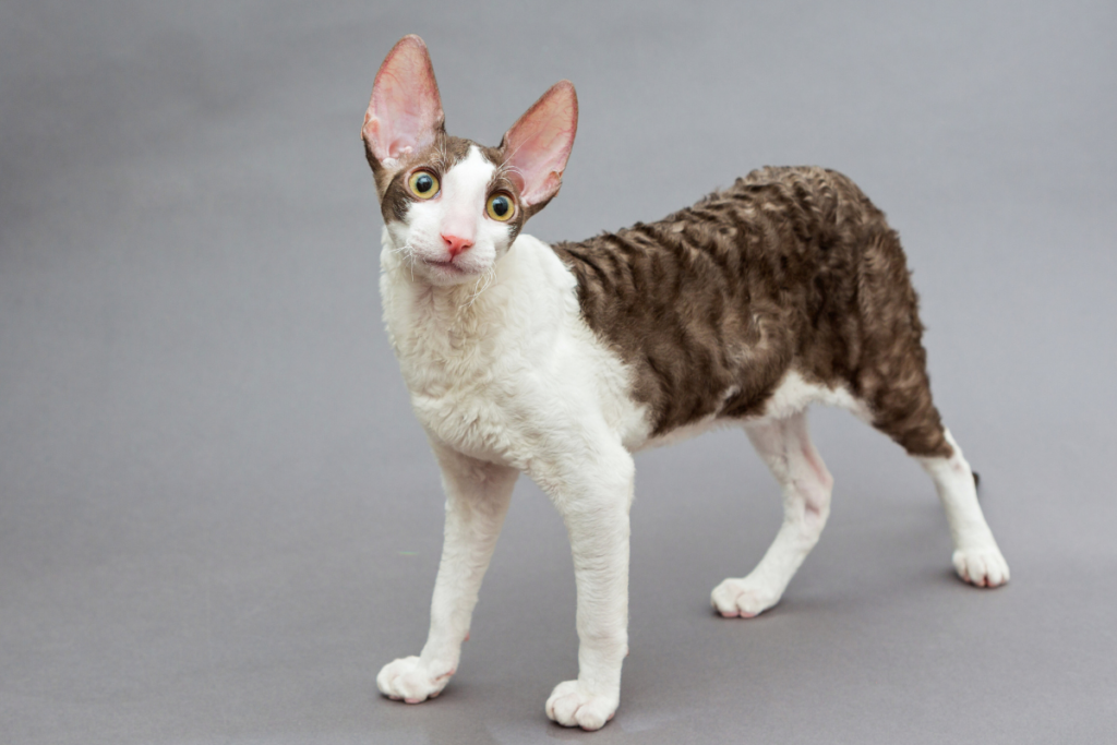 Gatos com Pelagem Cacheada