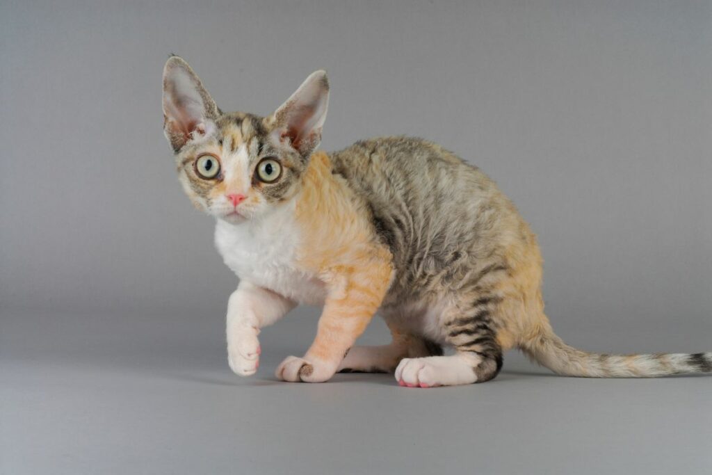 Gatos com Pelagem Cacheada