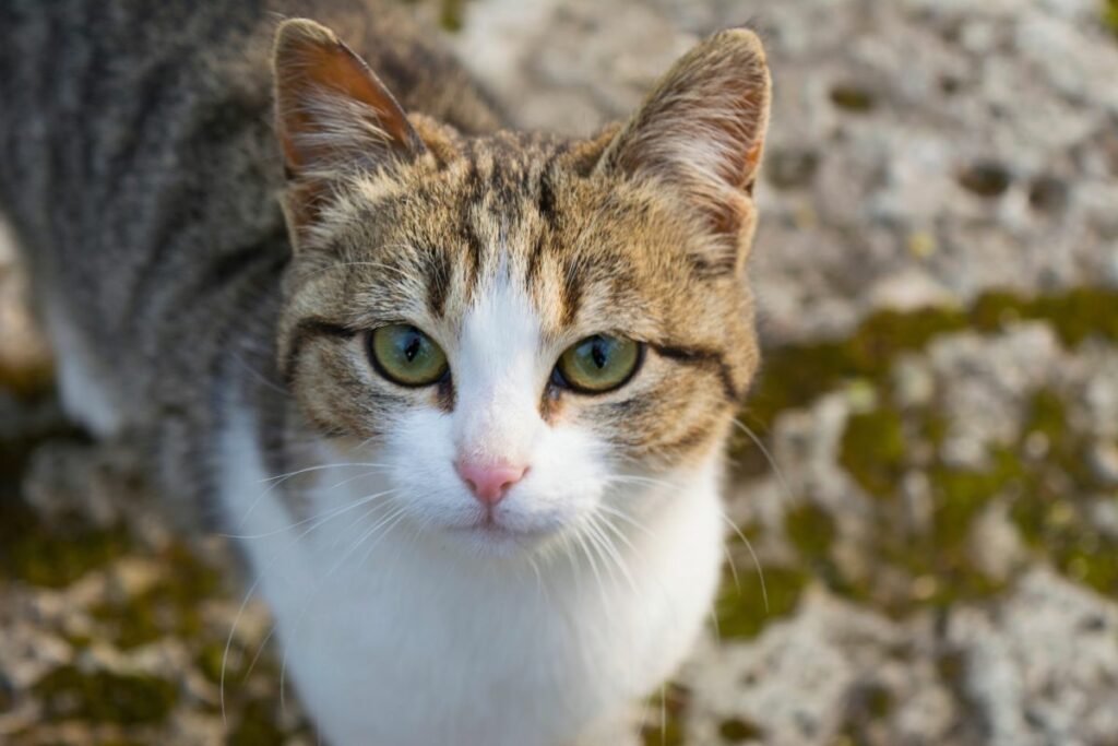 Gatos com Pelagem Cacheada