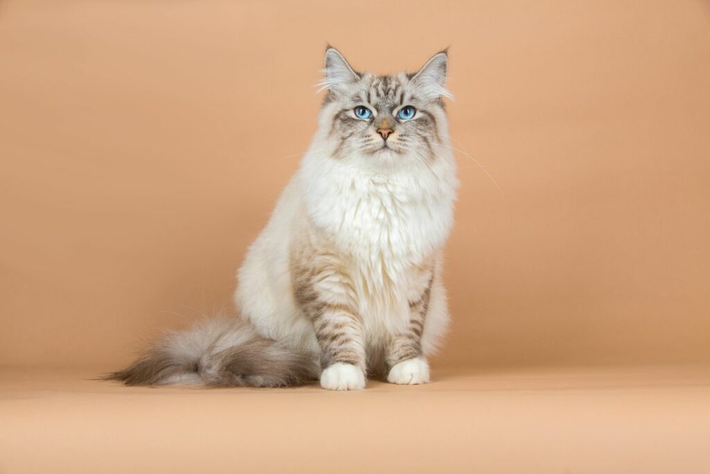 FELINO