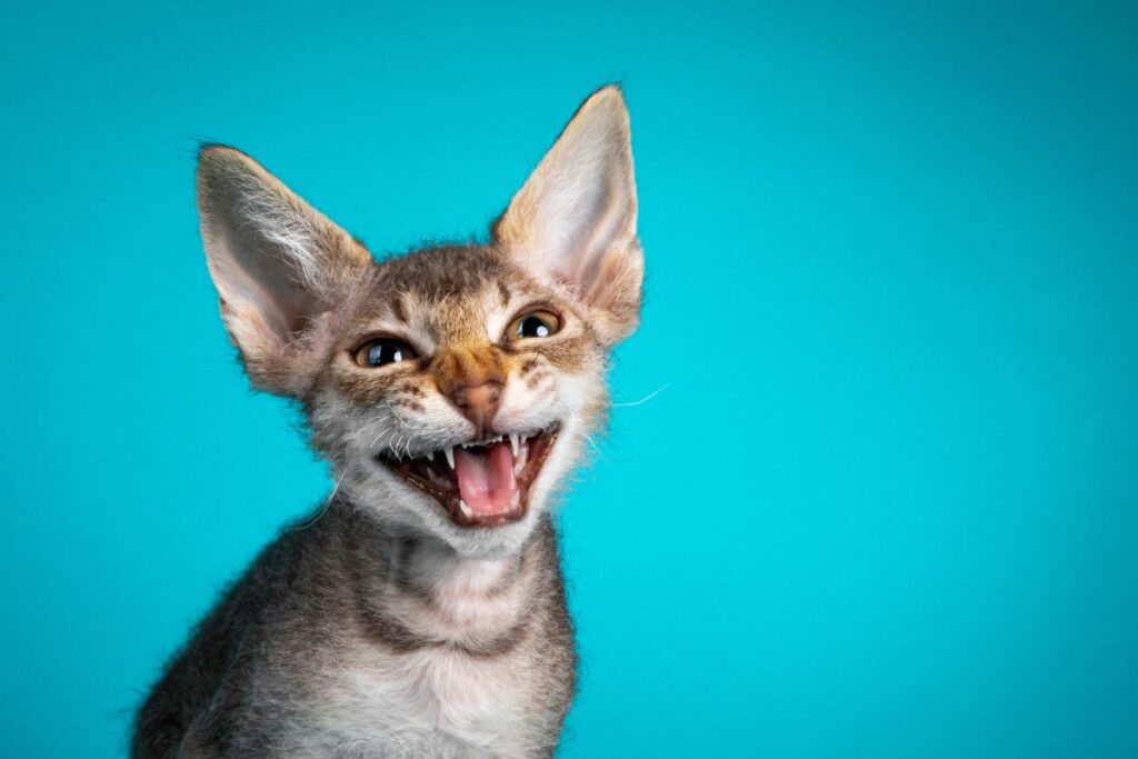 Gatos com Pelagem Cacheada
