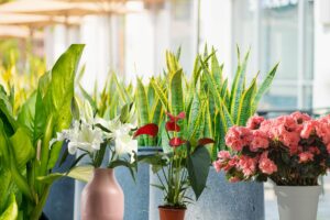 Plantas Proibidas para gatos