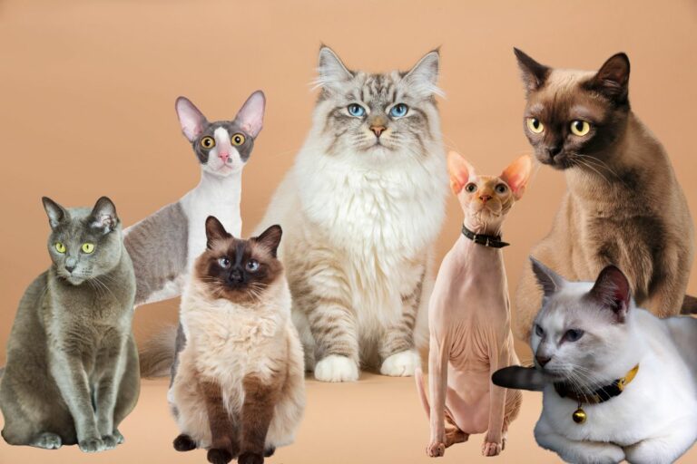Gatos que Não Soltam Pelo