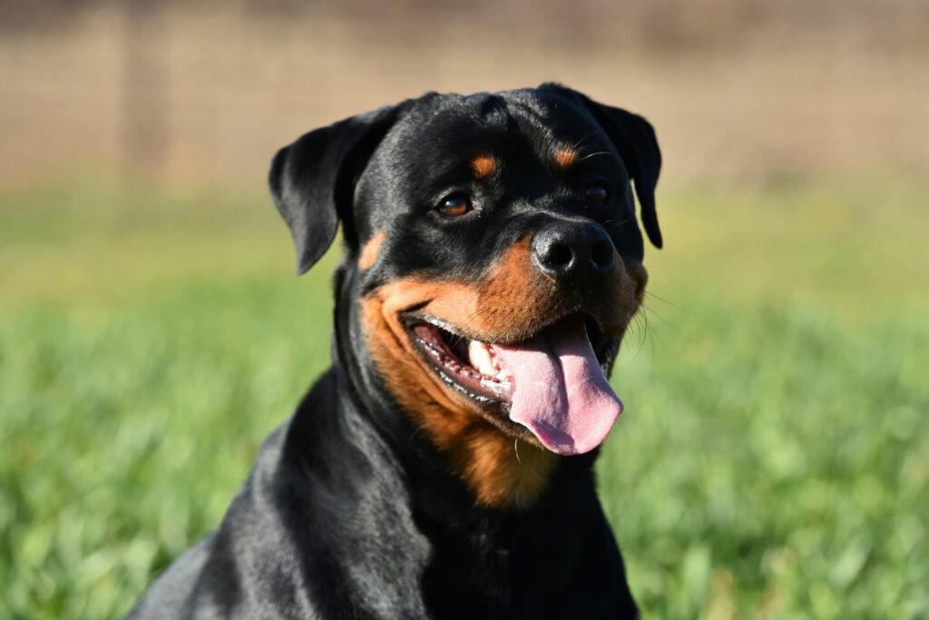 Cães de Guarda