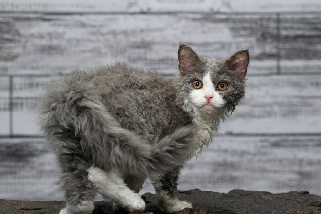 Gatos com Pelagem Cacheada