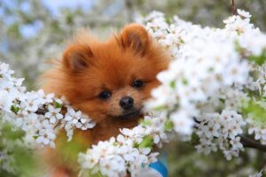 Cuidados com o Cachorro na primavera