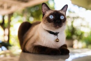 Gato Siamês ou Sialata