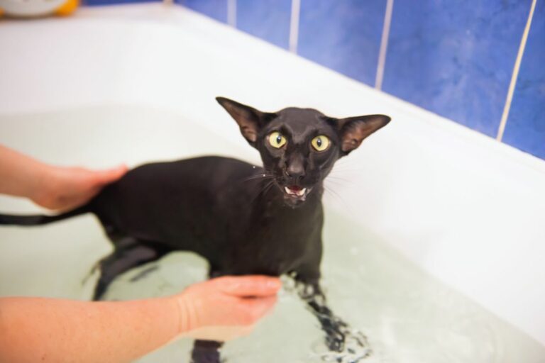 Gatos têm medo de água