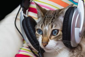 Música e gatos