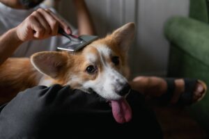 Pelagem do seu cão brilhante
