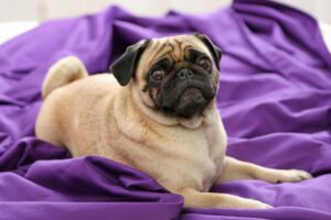 Por que os Cachorros Rodam antes de Deitar?