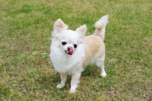Qual é o Menor Cachorro do Mundo?