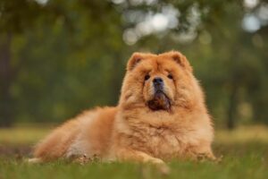 Raças de Cães Menos Treinados