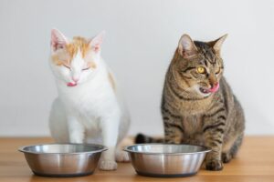 Alimentação ideal para gatos
