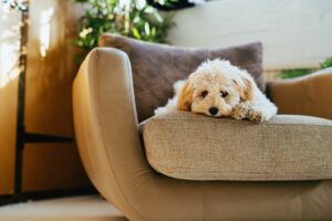 Cachorro sozinho em casa