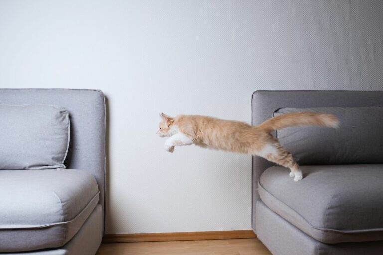 Como lidar com gatos agitados