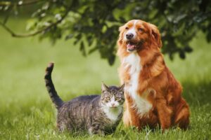 Gatos e cães: