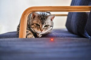 Gatos e luz de laser