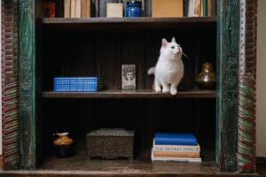 Raças de gatos para apartamentos pequenos