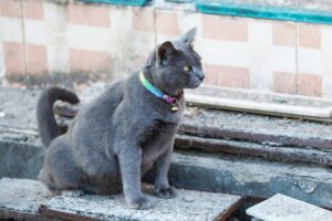 Xixi de gato