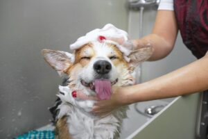 Banho em cachorro