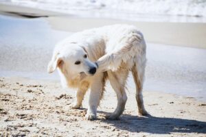 Cães correm atrás do rabo