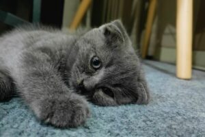 Gato Nebelung
