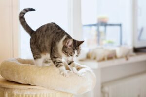 Gatos e o amasso antes de dormir