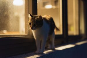 Gatos ativos à noite
