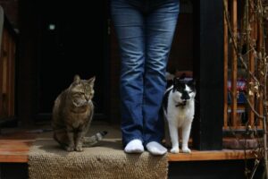 Gatos e Seus Donos
