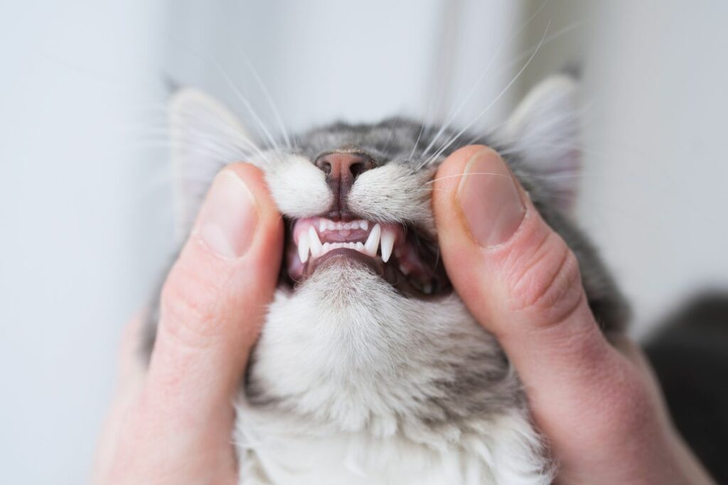 Quantos Dentes Tem um Gato?