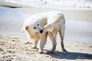 Cães perseguem o próprio rabo