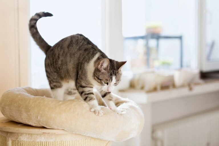 Gatos amassam