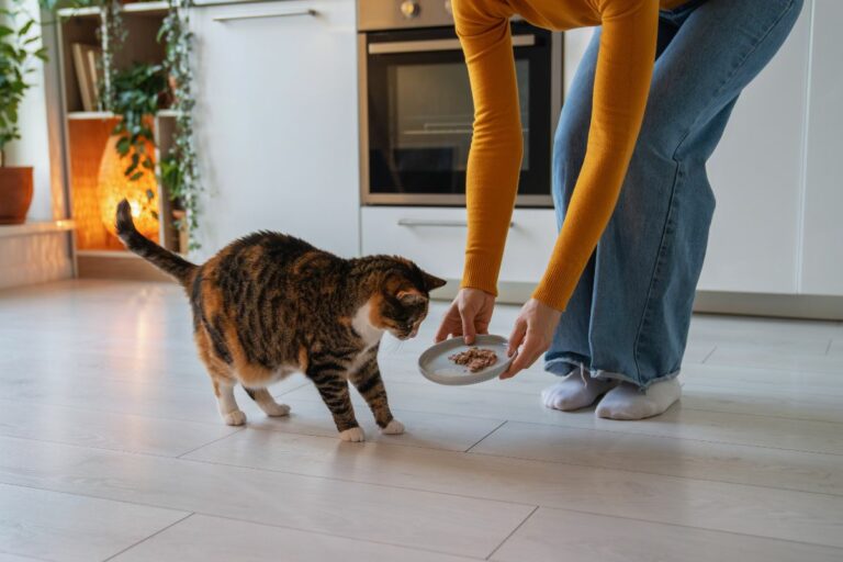 Alimentar seu gato