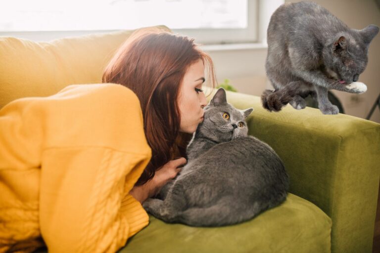 gato se lambendo após carinho