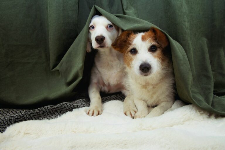 Ouvidos sensíveis do cachorro