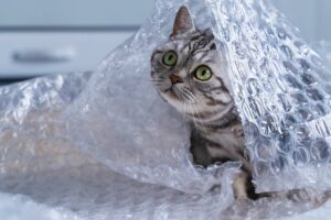 Texturas que os gatos não gostam