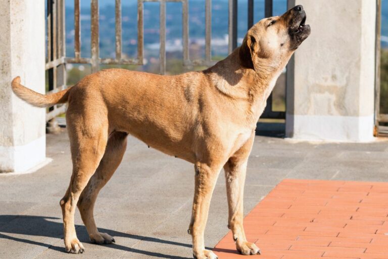 Uivo dos cães