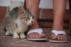 Ataque aos pés por gatos