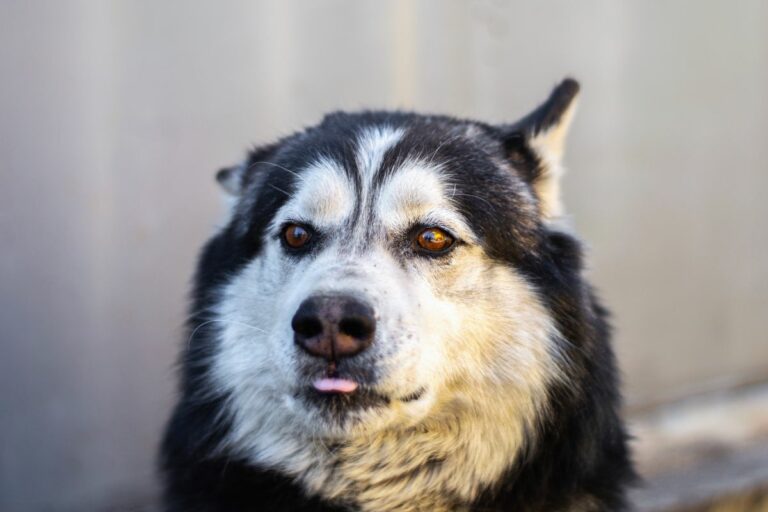 Cachorro abaixa a orelha