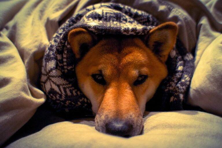 Cachorro no inverno