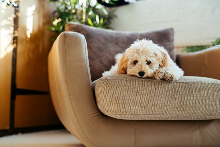 Cachorro sentindo-se solitário