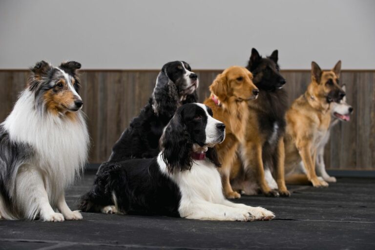 Cachorros para Crianças