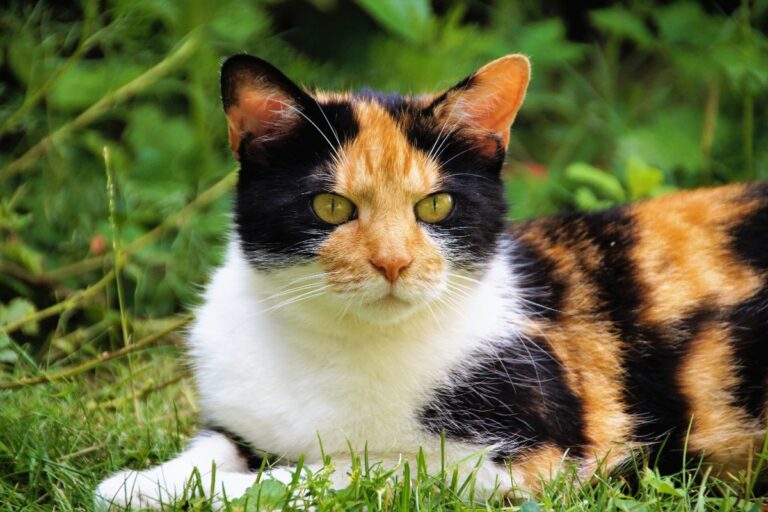 Curiosidade dos gatos tricolores