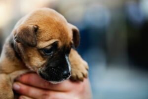Filhote de cachorro