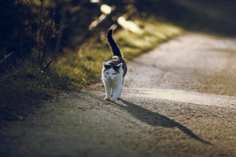 Gato abana o rabo