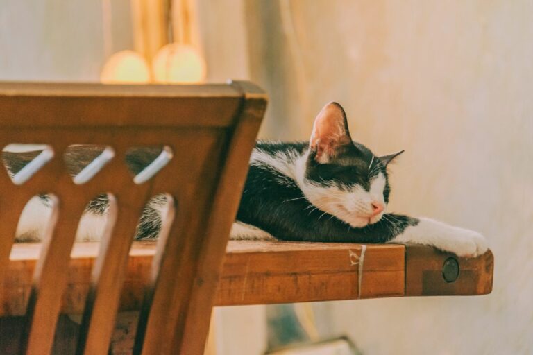 Gato dorminhoco
