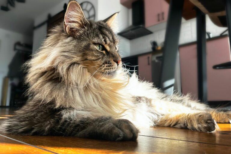 Gato gigante