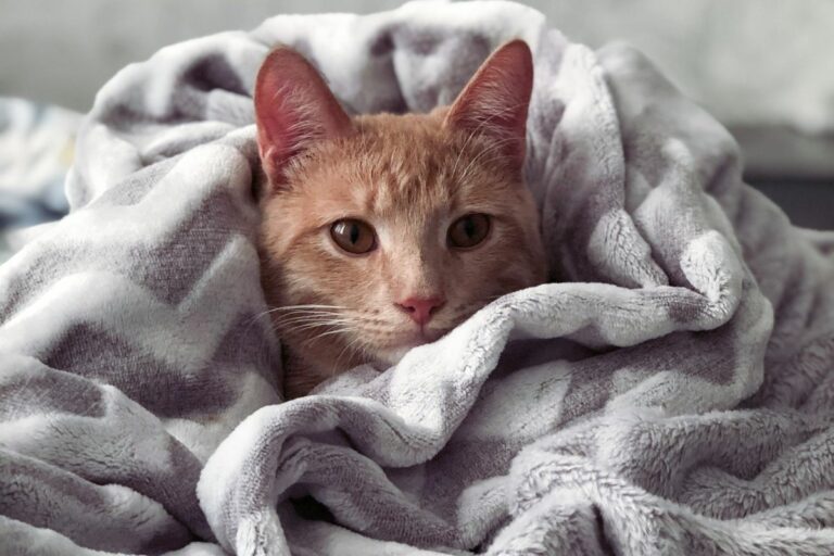 Gato no inverno